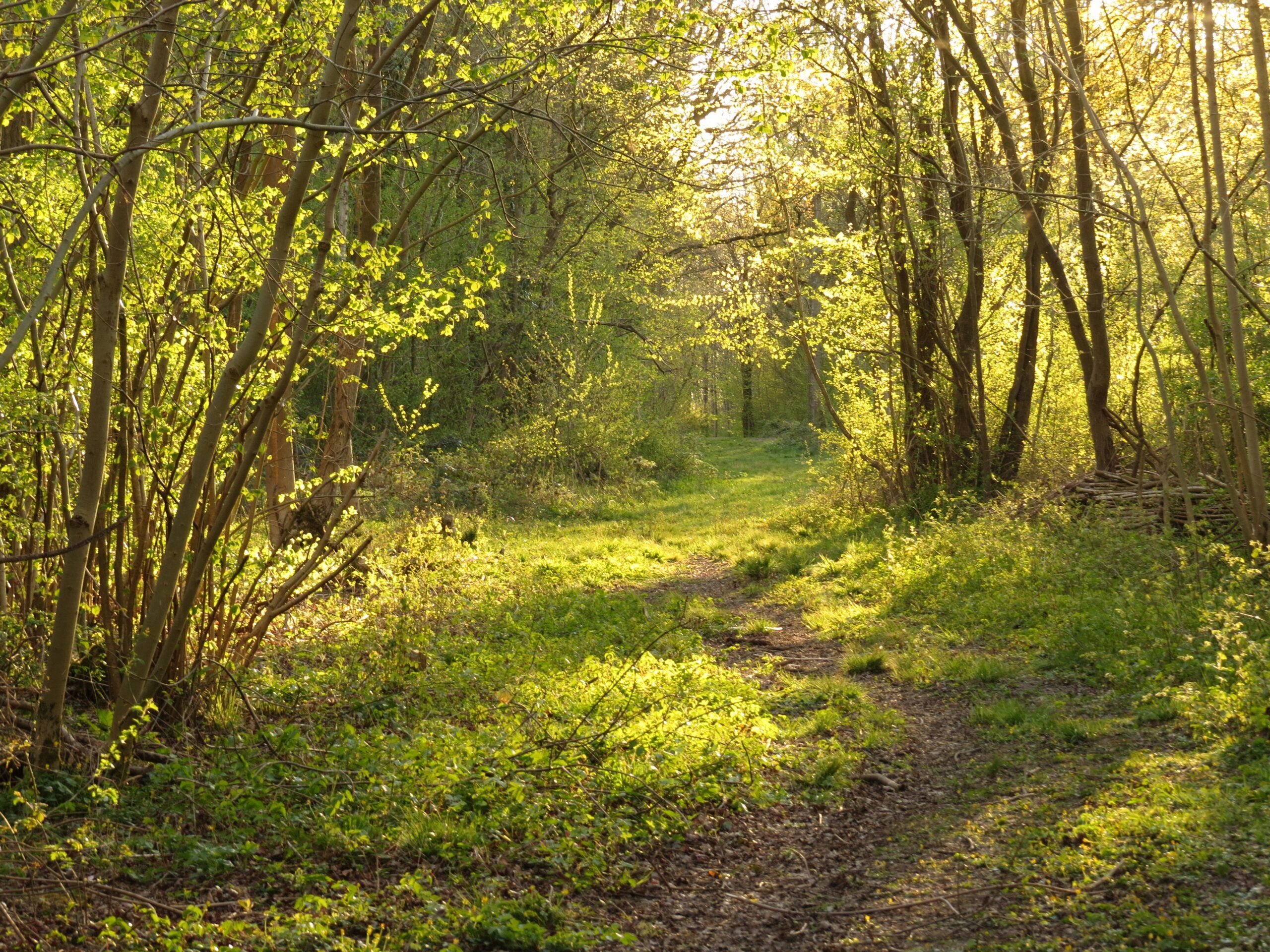 biodiversity-net-gain-mabbett